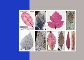 Уникальный набор данных — визуальная библиотека листьев