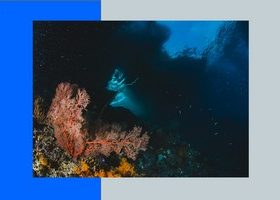 Ученые выявили устойчивость кораллов Красного моря к негативным последствиям глобального потепления
